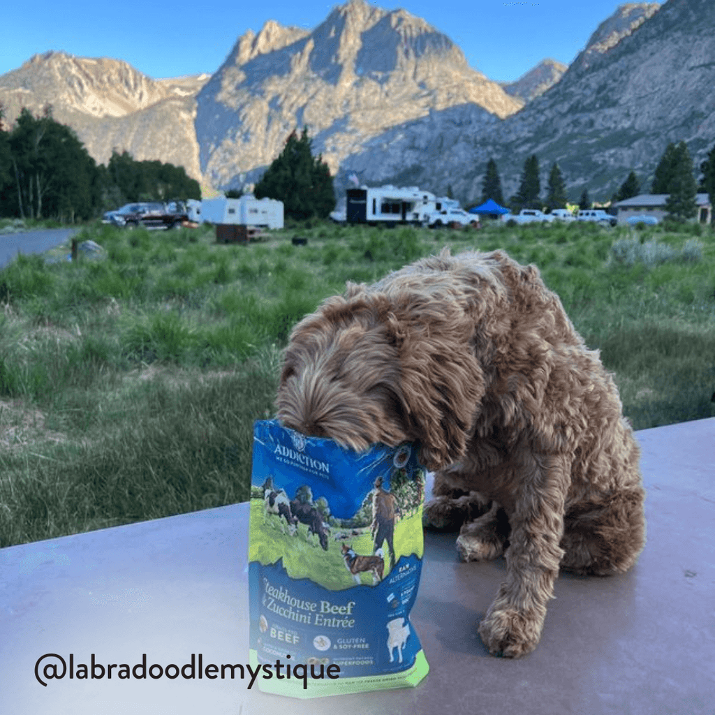 Steakhouse Beef & Zucchini Air-Dried Dog Food