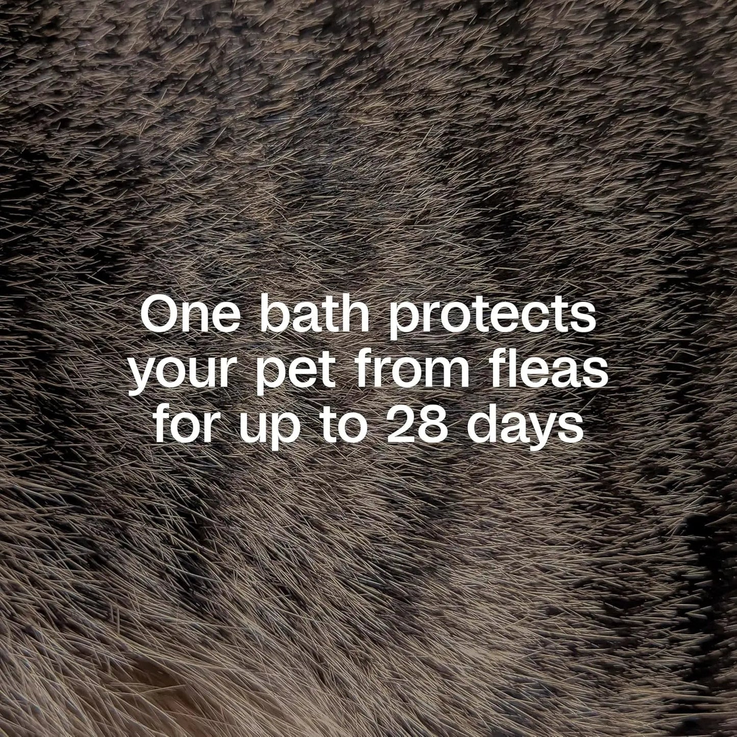 Adams Plus Flea & Tick Shampoo with Precor IGR – Kills Fleas, Ticks & Lice, 12 oz